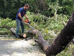 Best Fruit Tree Pruning  in Midland Park, NJ